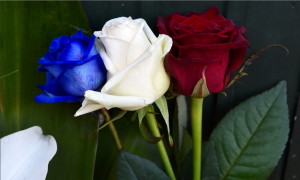 Le tre rose coi colori di Francia. In ricordo della vile strage di Parigi del 13 Novembre 2015 e ad imperitura memoria di tutte le inconsapevoli vittime.
